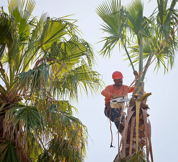 Best Palm Tree Trimming  in Moosic, PA